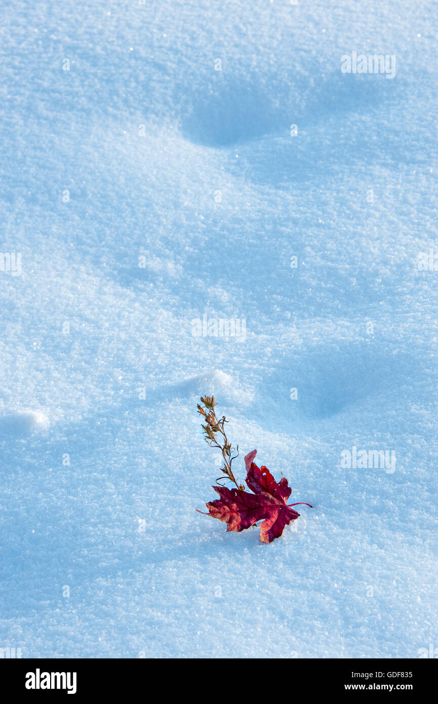 Uno rojo maple leaf sentado en un campo de nieve. Foto de stock