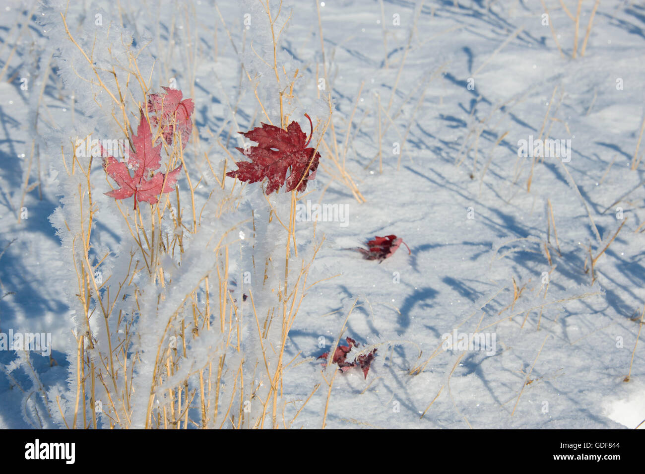 Otoño hojas de arce rojo cubierto con hielo. Foto de stock
