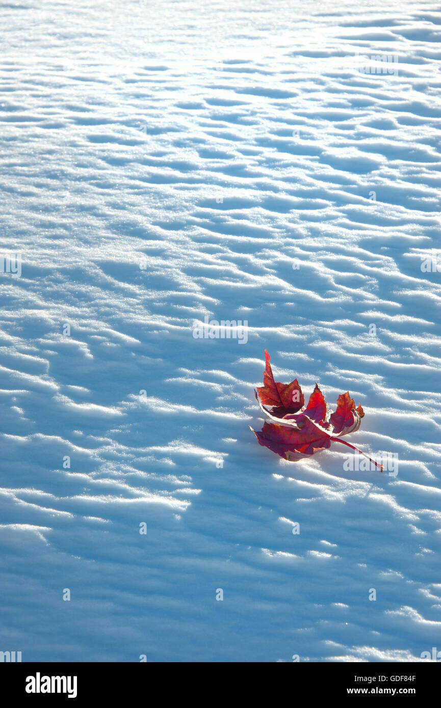 Una sola hoja de arce rojo sobre un campo de nieve. Foto de stock