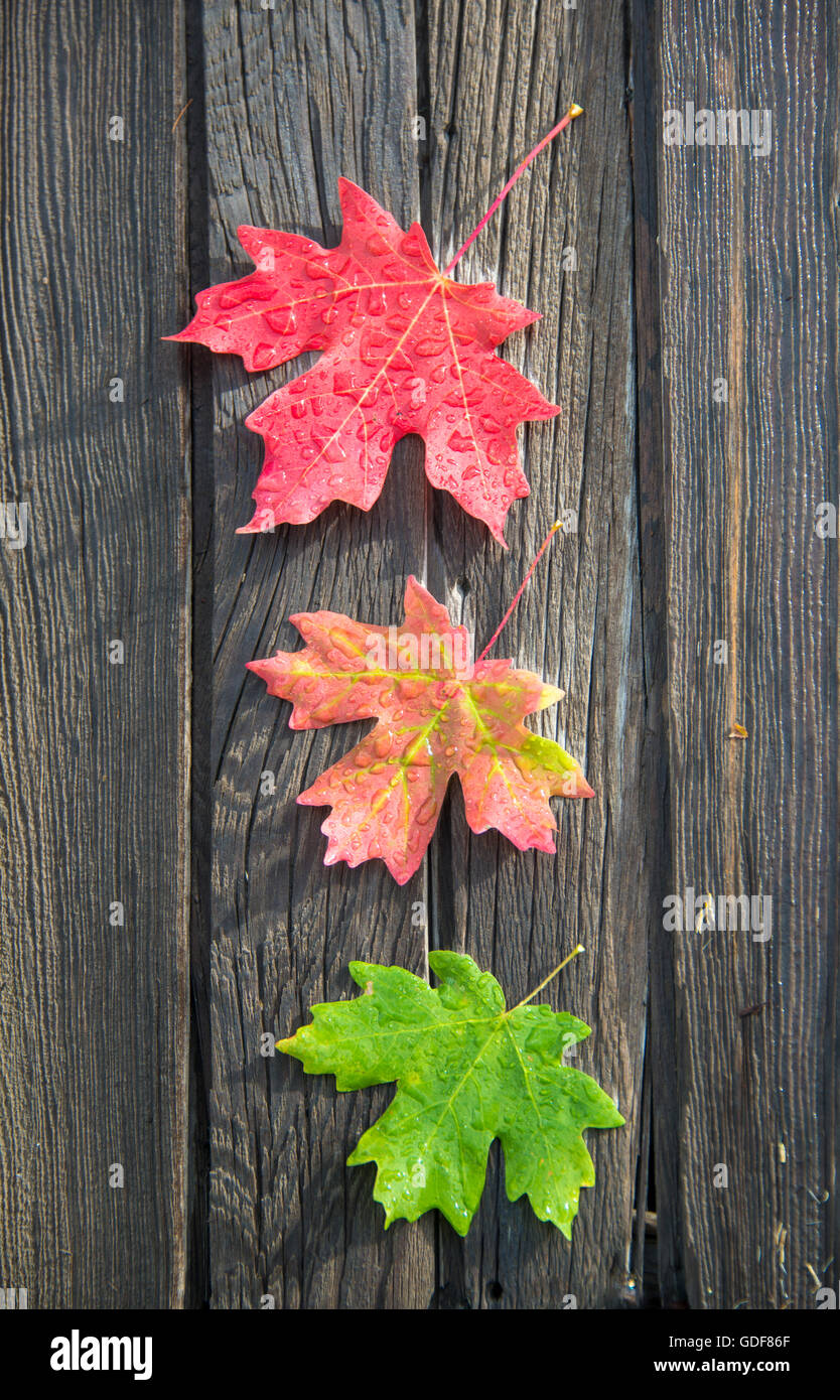 Foto de detalle de hojas de arce pasando de verde a rojo en otoño. Foto de stock