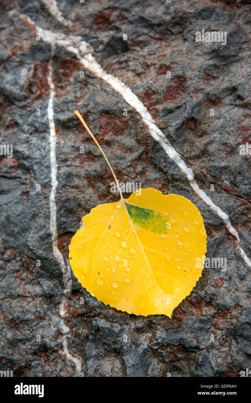 Foto de detalle de hojas sobre una roca. Foto de stock