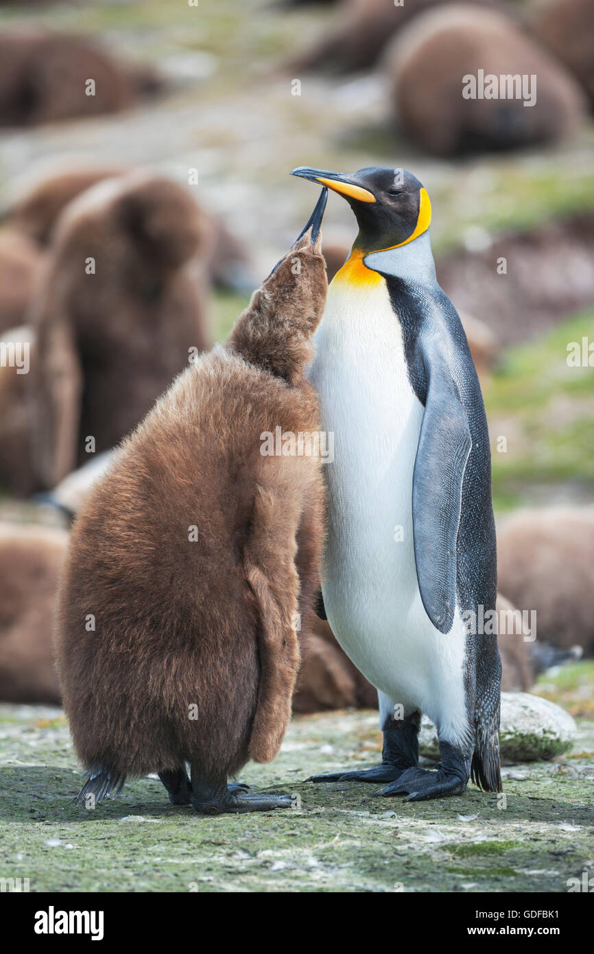 Un adulto de pingüino rey (Aptenodytes patagonicus) que alimentan su chick, East Falkland, Islas Malvinas, en el Atlántico sur Foto de stock