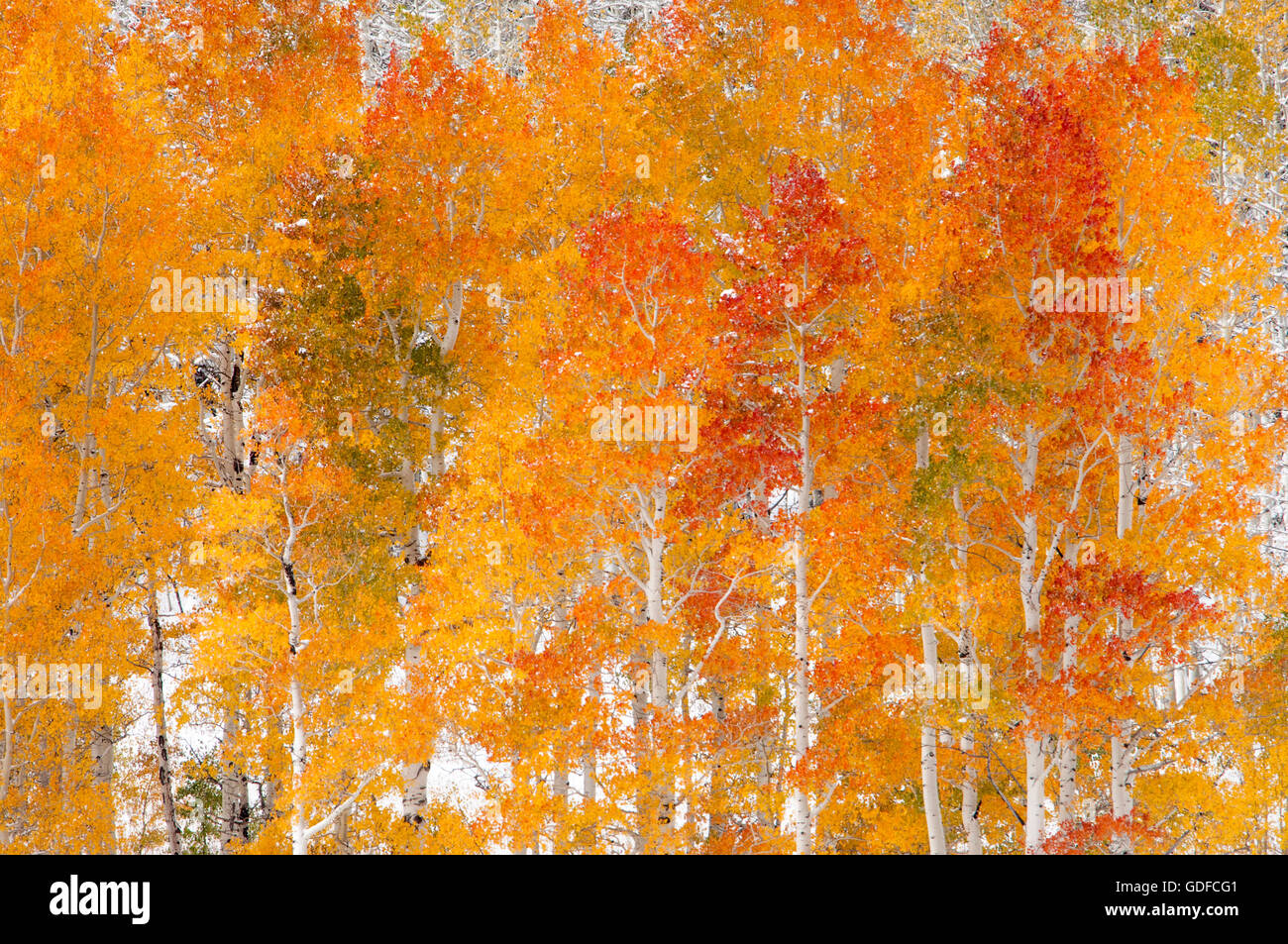 Arboleda de brillante color rojo, naranja y amarillo otoño aspen Árboles con nieve. Foto de stock