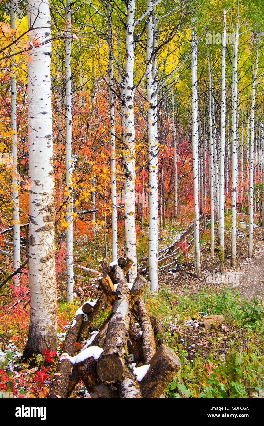 Caída de arce de color y árboles de Aspen en el Uinta National Forest en las montañas Wasatch de Utah. Foto de stock