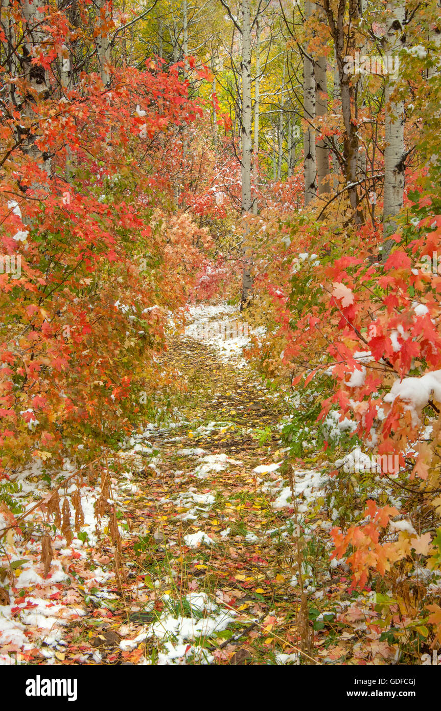Nieve en el follaje de otoño y camino en las montañas Wasatch, Utah. Foto de stock