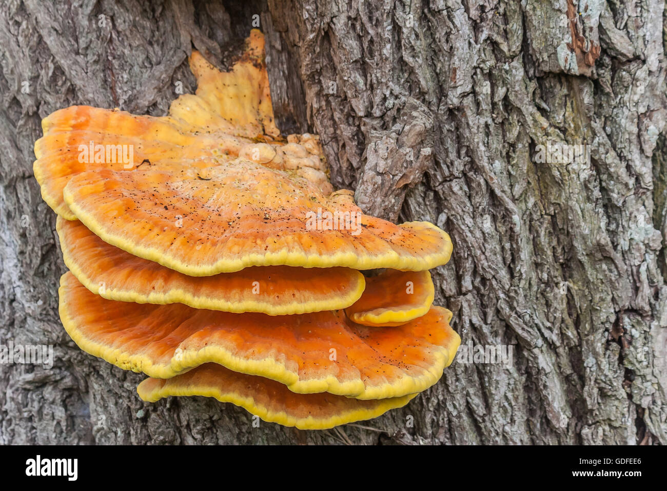 Azufre naranja de hongo en un árbol fuera Foto de stock