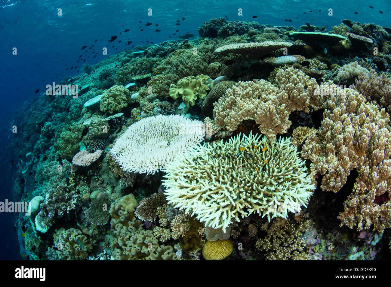 Bajo tensión de alta temperatura del mar, las colonias de coral comienzan a lejía expulsan las algas simbióticas en sus tejidos. Foto de stock