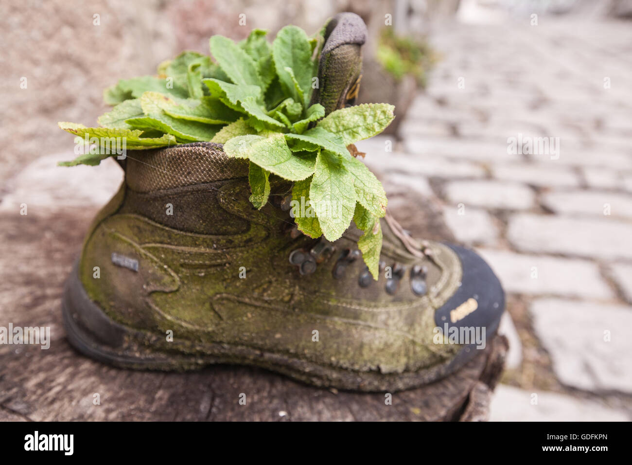 Flor,flor,en,botas,vieja Asolo Bota de montaña trekking reutilizados,  reciclados como maceta soporte.Bulnes Village, en el Macizo de la región  central,Asturias.Senderismo Fotografía de stock - Alamy