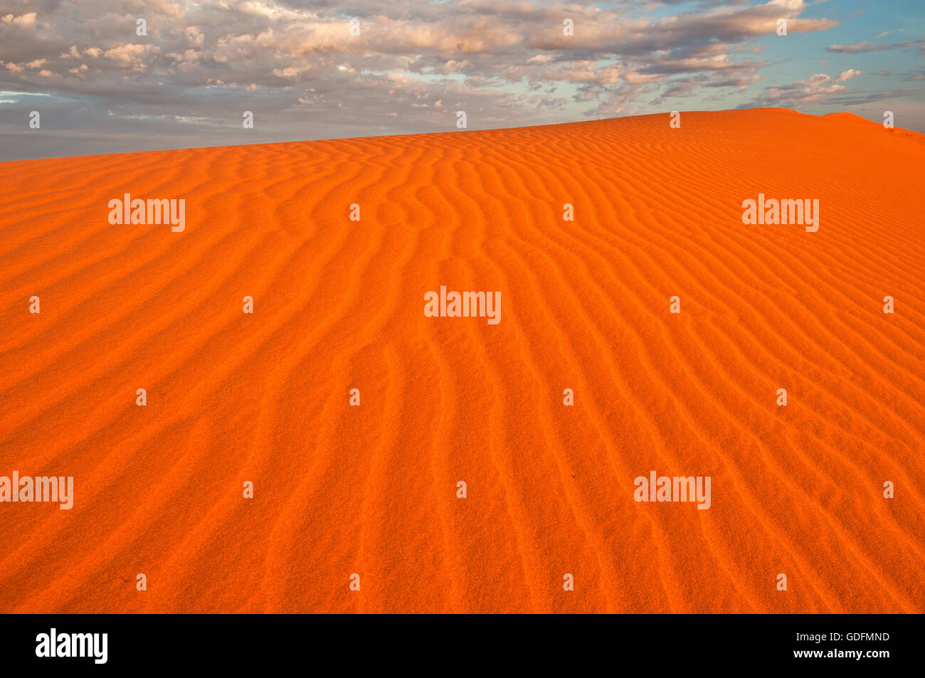 Dunas del desierto rojo de Simpson brillando en el amanecer. Foto de stock