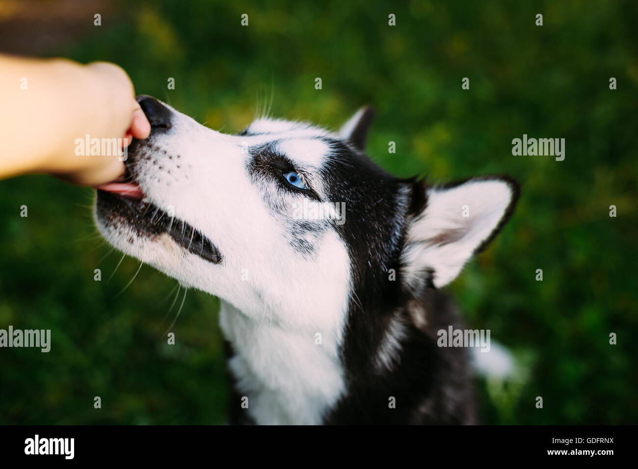Perrita husky dando de comer fotografías e imágenes de alta resolución -  Alamy