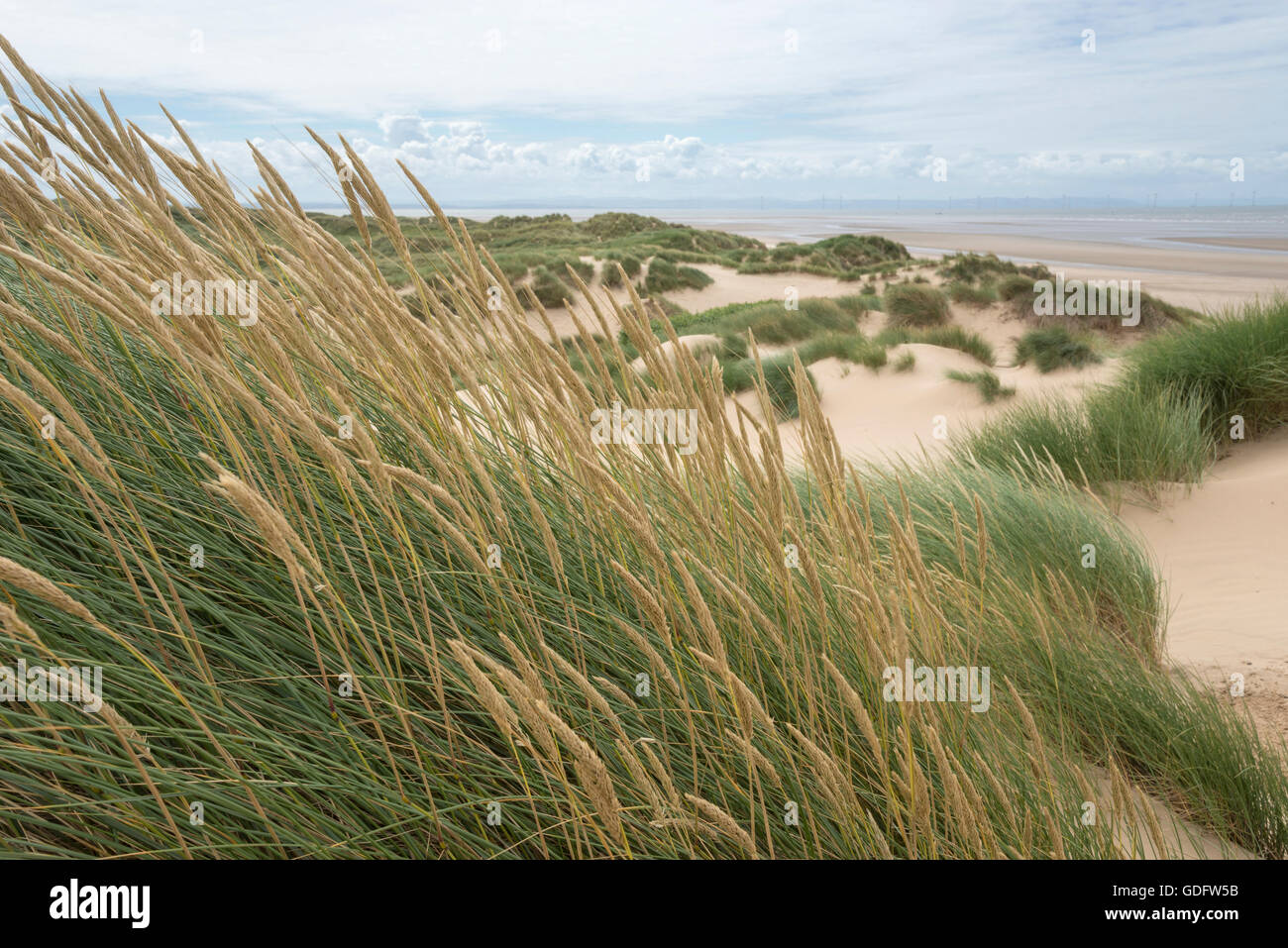 Céspedes Marram sobre las dunas en Formby point en la costa de Merseyside, al noroeste de Inglaterra. Foto de stock