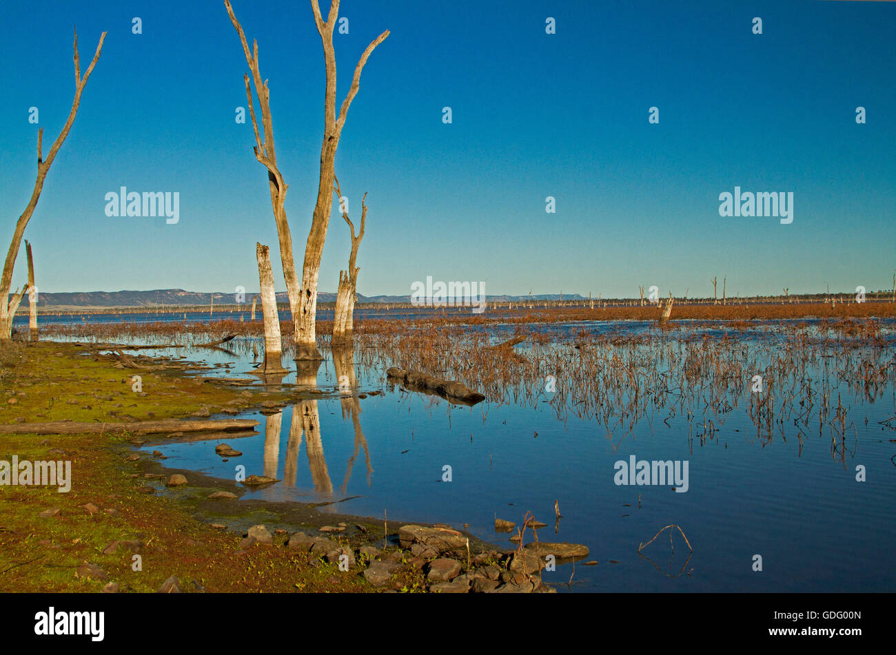 Gran tranquilas aguas azules del lago Nuga Nuga con árboles muertos se refleja en la superficie del espejo bajo un cielo azul en el outback Qld Australia Foto de stock