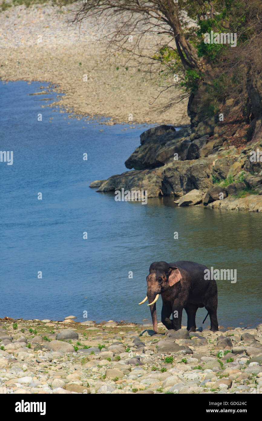 Tusker (fotografiado en el Parque Nacional de Corbett - India) Foto de stock