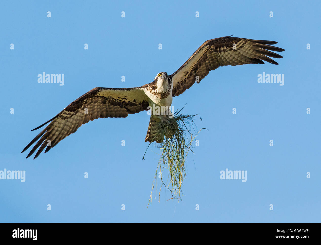 Osprey en vuelo portando palos para anidar; Pandion haliaetus, mar, peces halcón Águila; río hawk hawk; peces; raptor Foto de stock