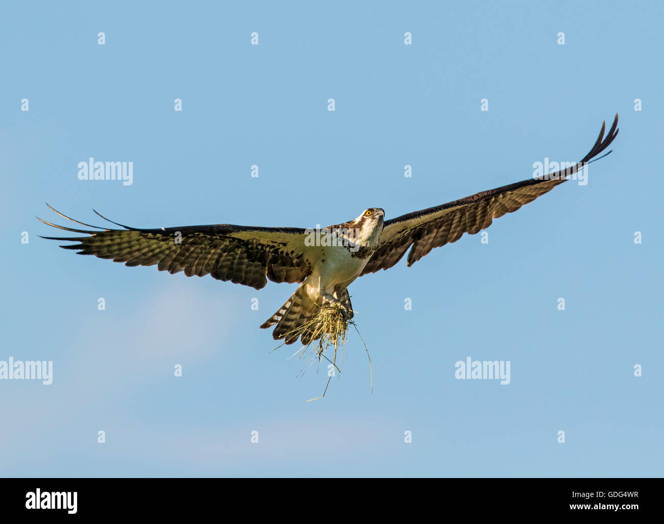 Osprey en vuelo portando palos para anidar; Pandion haliaetus, mar, peces halcón Águila; río hawk hawk; peces; raptor Foto de stock