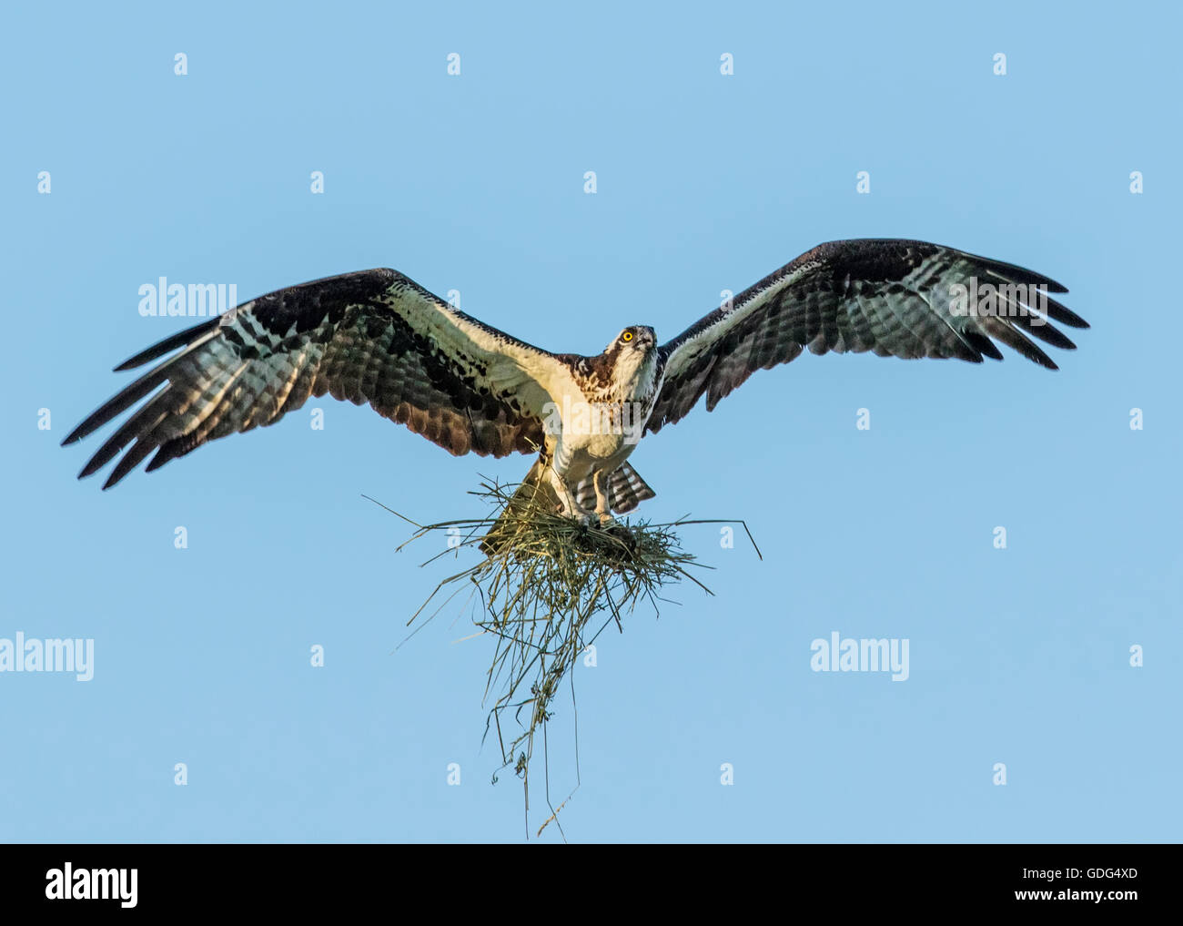 Osprey en vuelo portando palos para anidar; Pandion haliaetus, mar, peces halcón Águila; río hawk hawk; peces; raptor Foto de stock