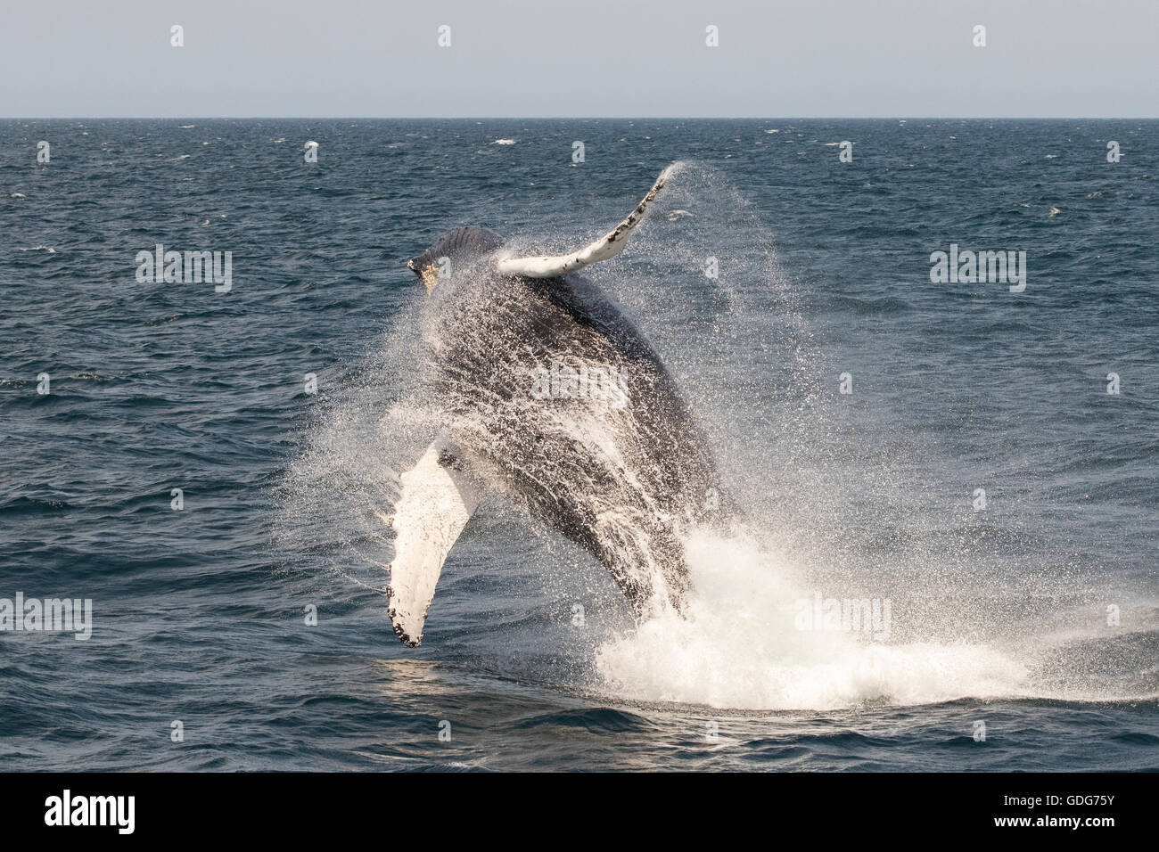 Ballena Jorobada saltando, saltando mientras cerca del Banco Stellwagen de avistamiento de ballenas. (Megaptera novaeangliae) Foto de stock