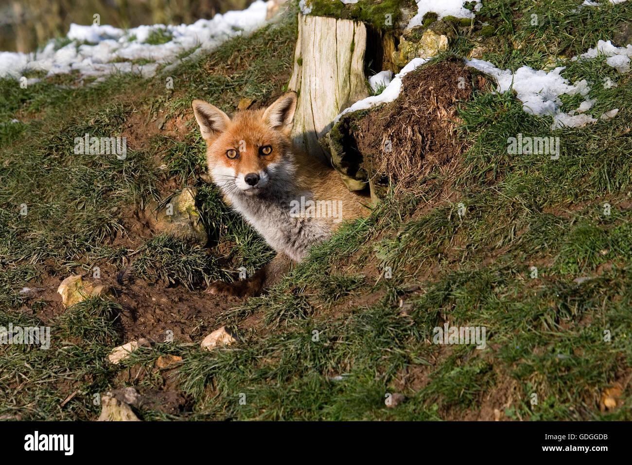 Zorro Rojo Vulpes vulpes, ADULTO EN DEN ENTRADA, Normandía en Francia Foto de stock
