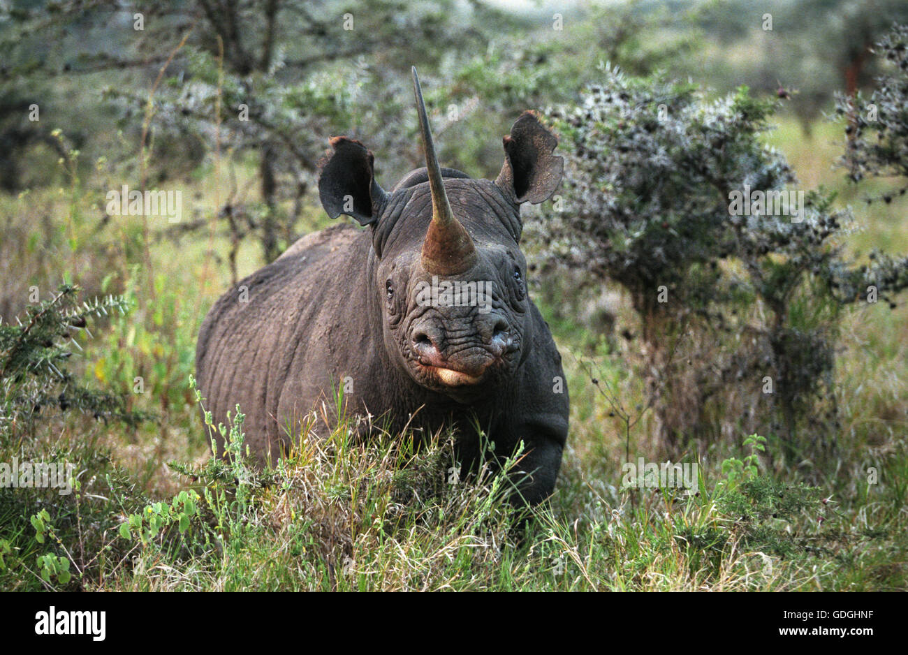 Rinoceronte negro Diceros bicornis, ADULTO EN BUSH, KENYA Foto de stock