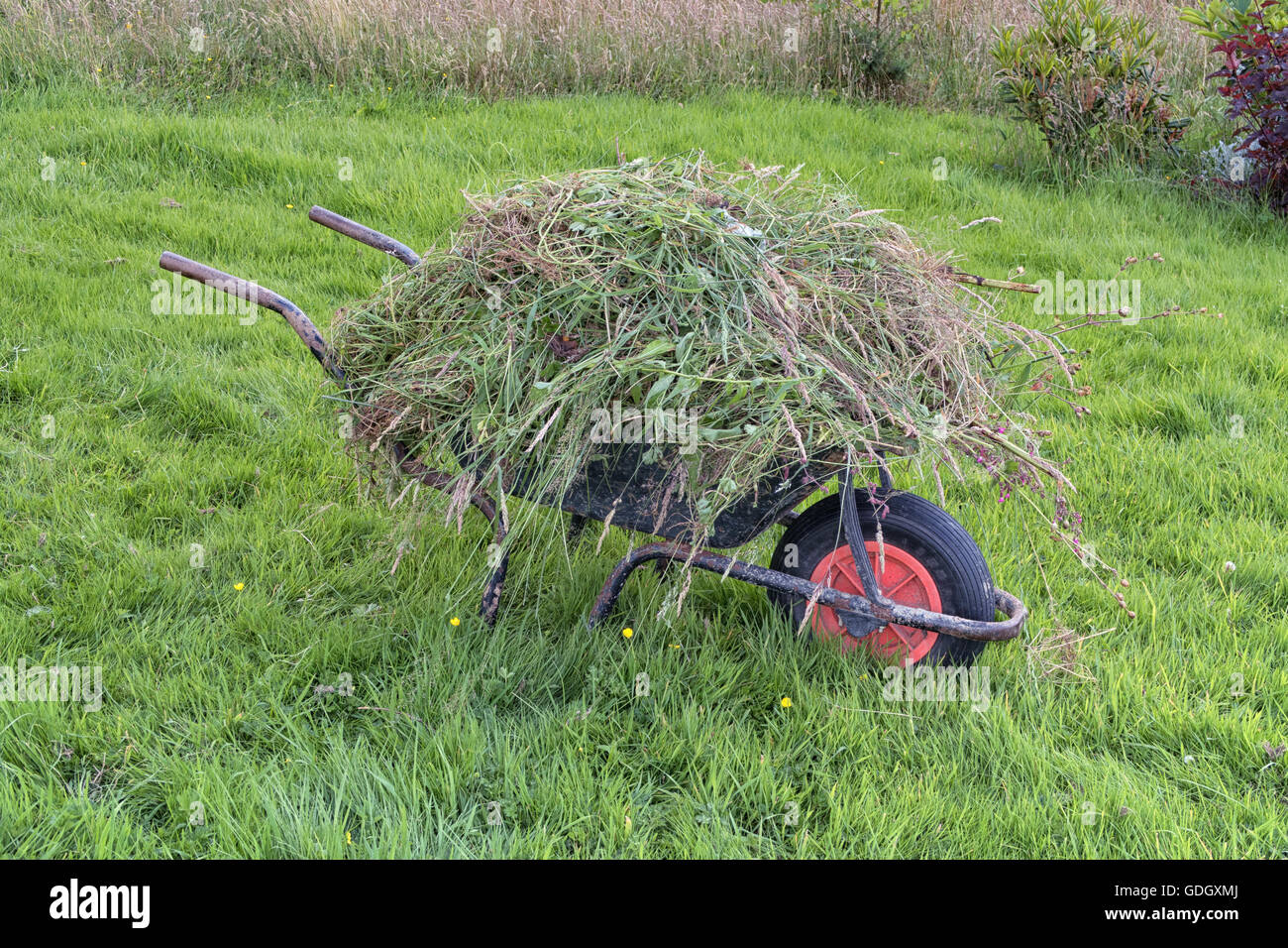 Rueda de jardín barrow en pasto largo colmado lleno de maleza. El desmalezado mantenimiento de jardinería Foto de stock