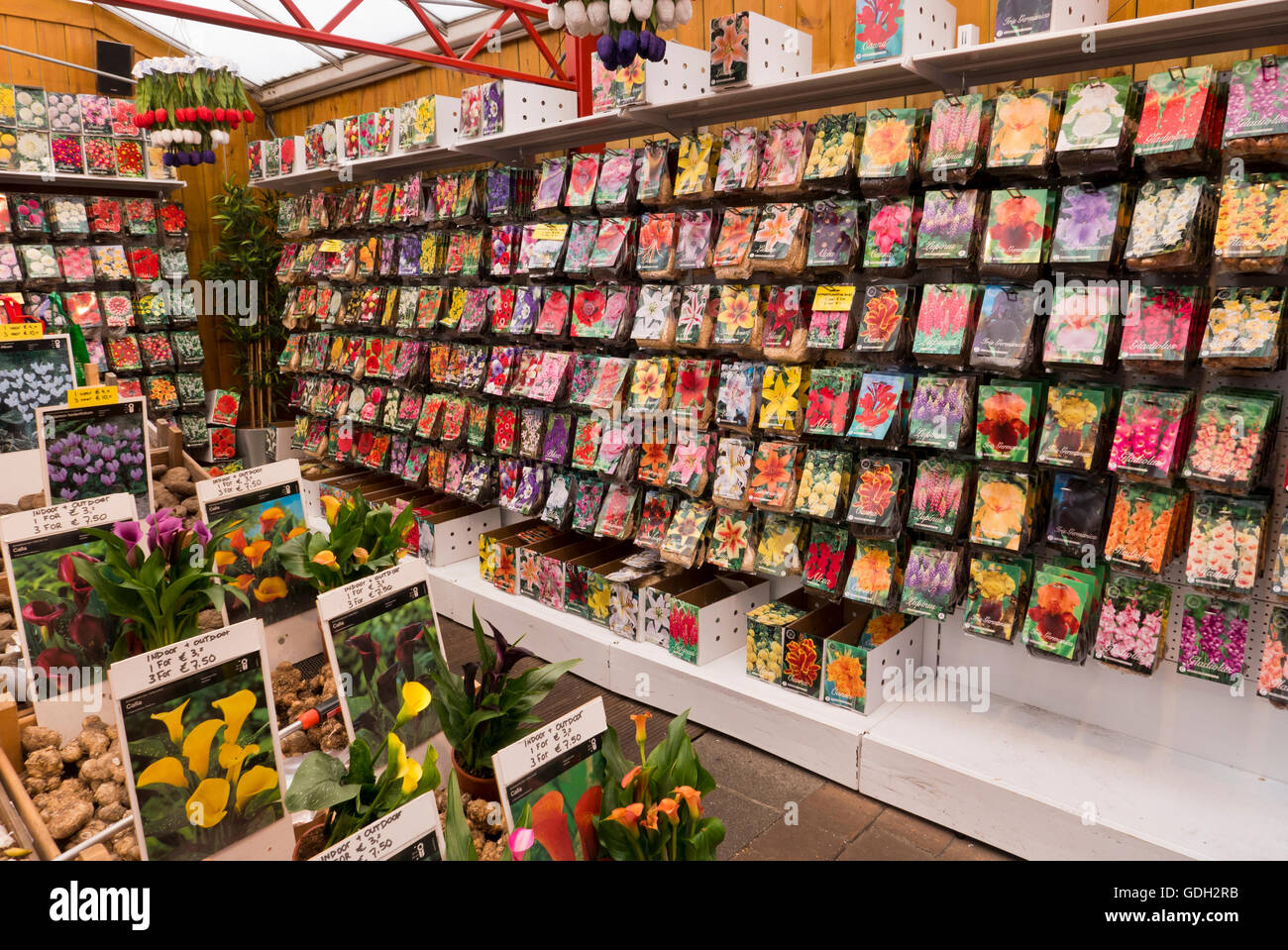 Los tulipanes semillas, bulbos de flores están a la venta en el mercado  flotante (Bloemenmarkt) de Amsterdam, Holanda, Países Bajos Fotografía de  stock - Alamy
