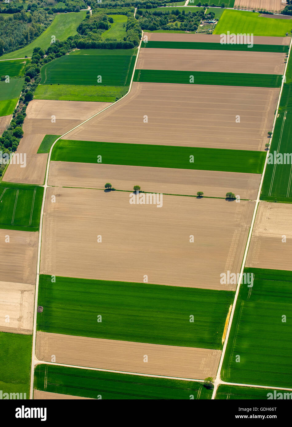 Vista aérea, la milpa, en el Bajo Rin, rotación de cultivos, los campos de maíz en primavera, Neuss, Bajo Rhin, Renania del Norte-Westfalia Foto de stock