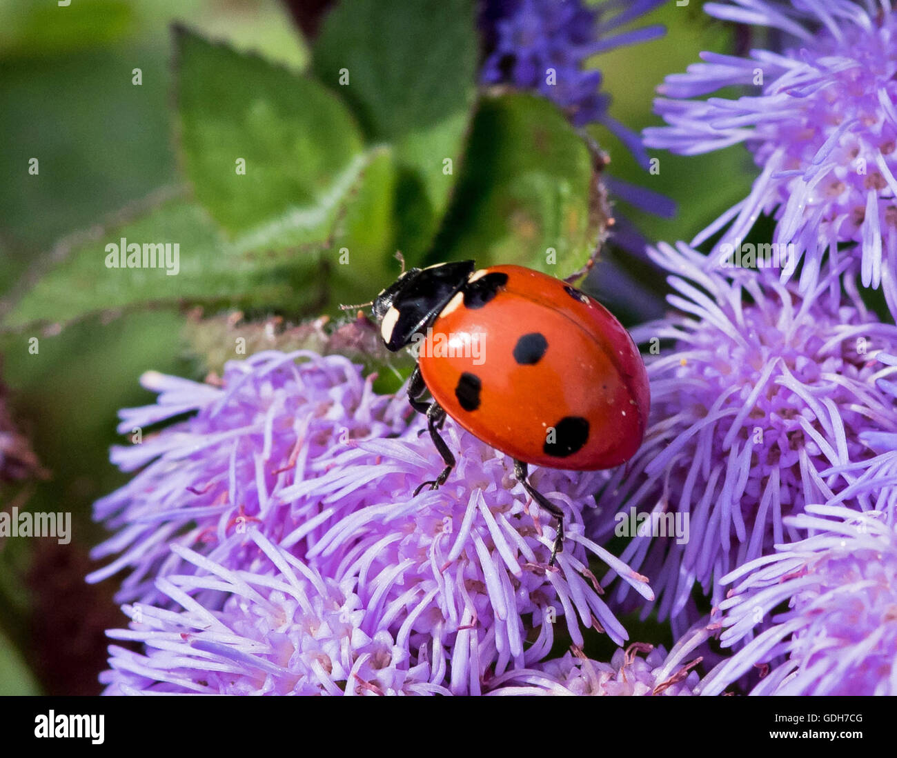 Ladybug en una flor en Alaska Foto de stock