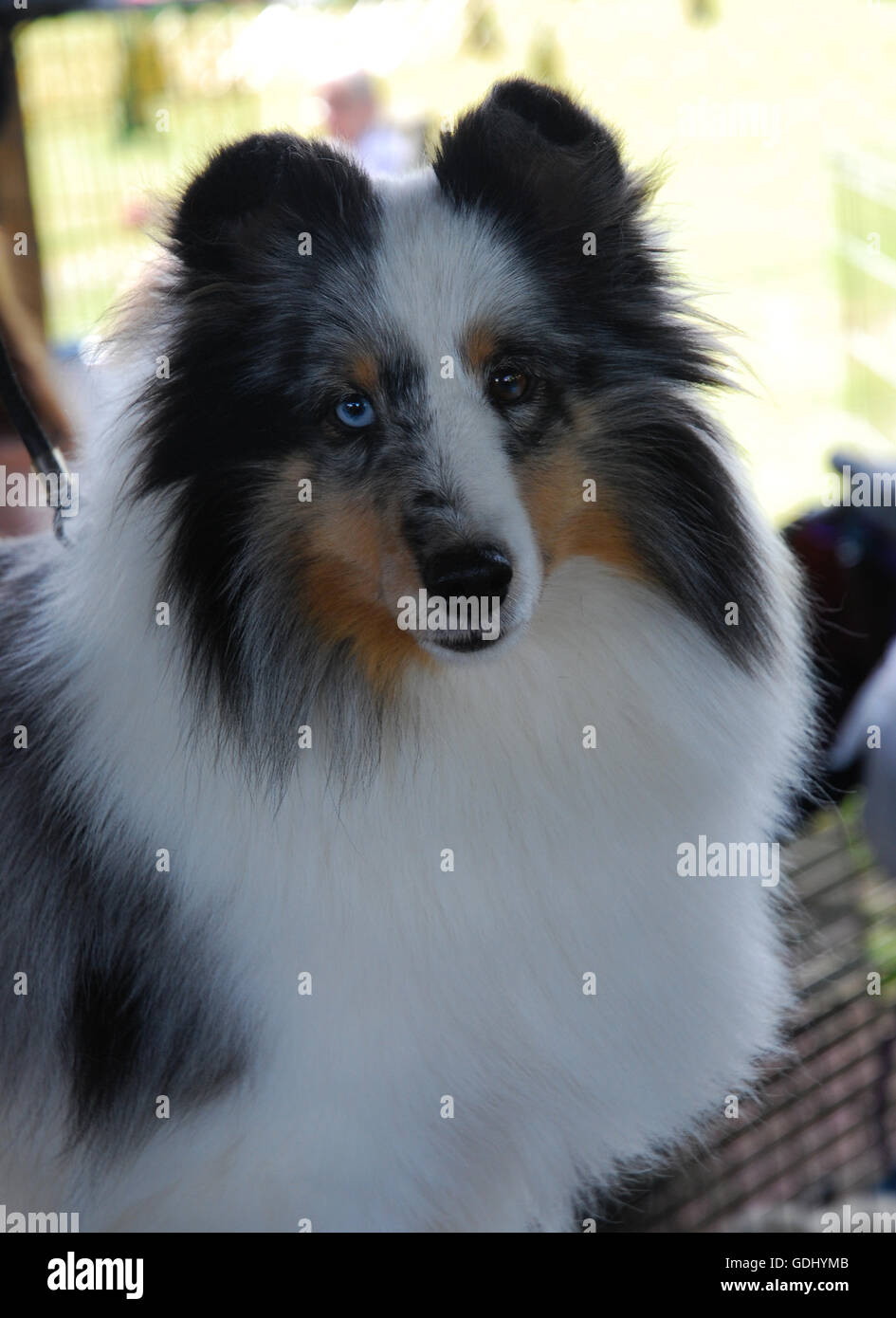 Hermoso azul merle Pastor de Shetland a nivel local dog show Foto de stock