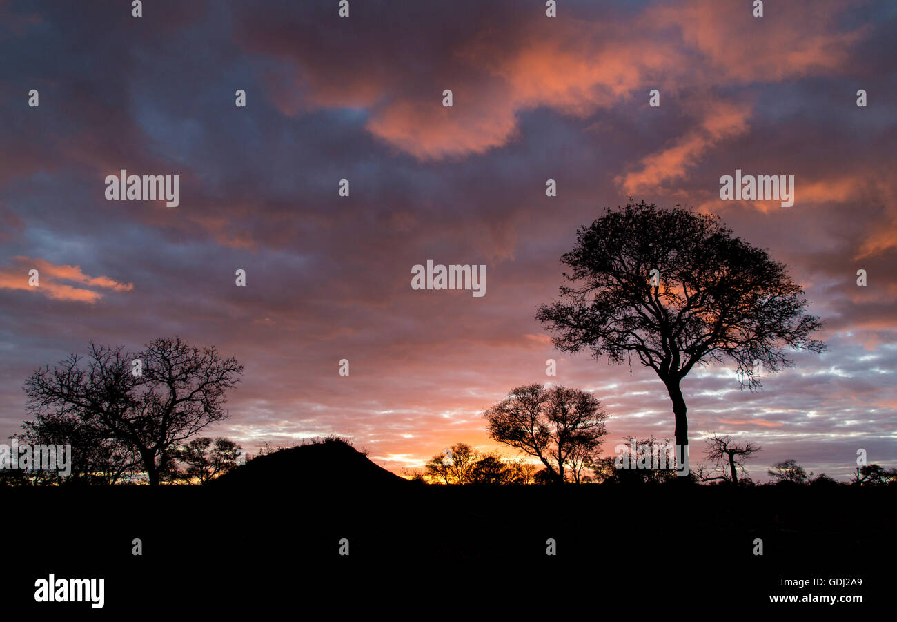 Silueta al atardecer en un paisaje de sabana arbolada con una solitaria Acacia Foto de stock