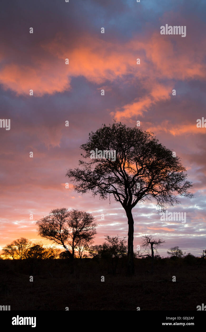 Silueta al atardecer en un paisaje de sabana arbolada con una acacia Foto de stock