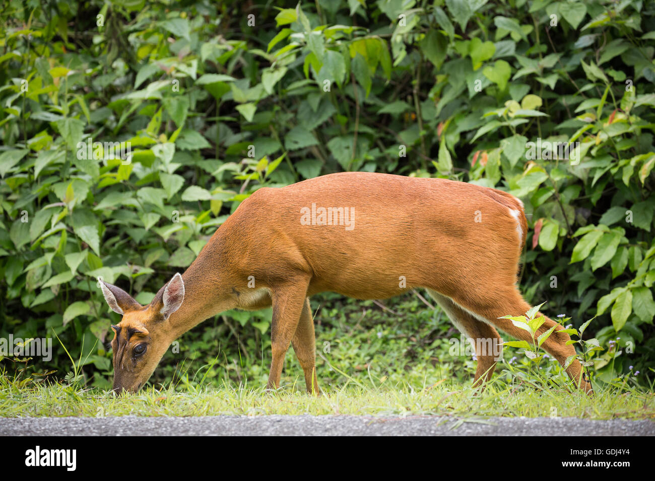 Ciervos salvajes encontrar algunos alimentos en suelo de hierba. Anduvo delante de árbol verde en el bosque tropical de Tailandia. Foto de stock
