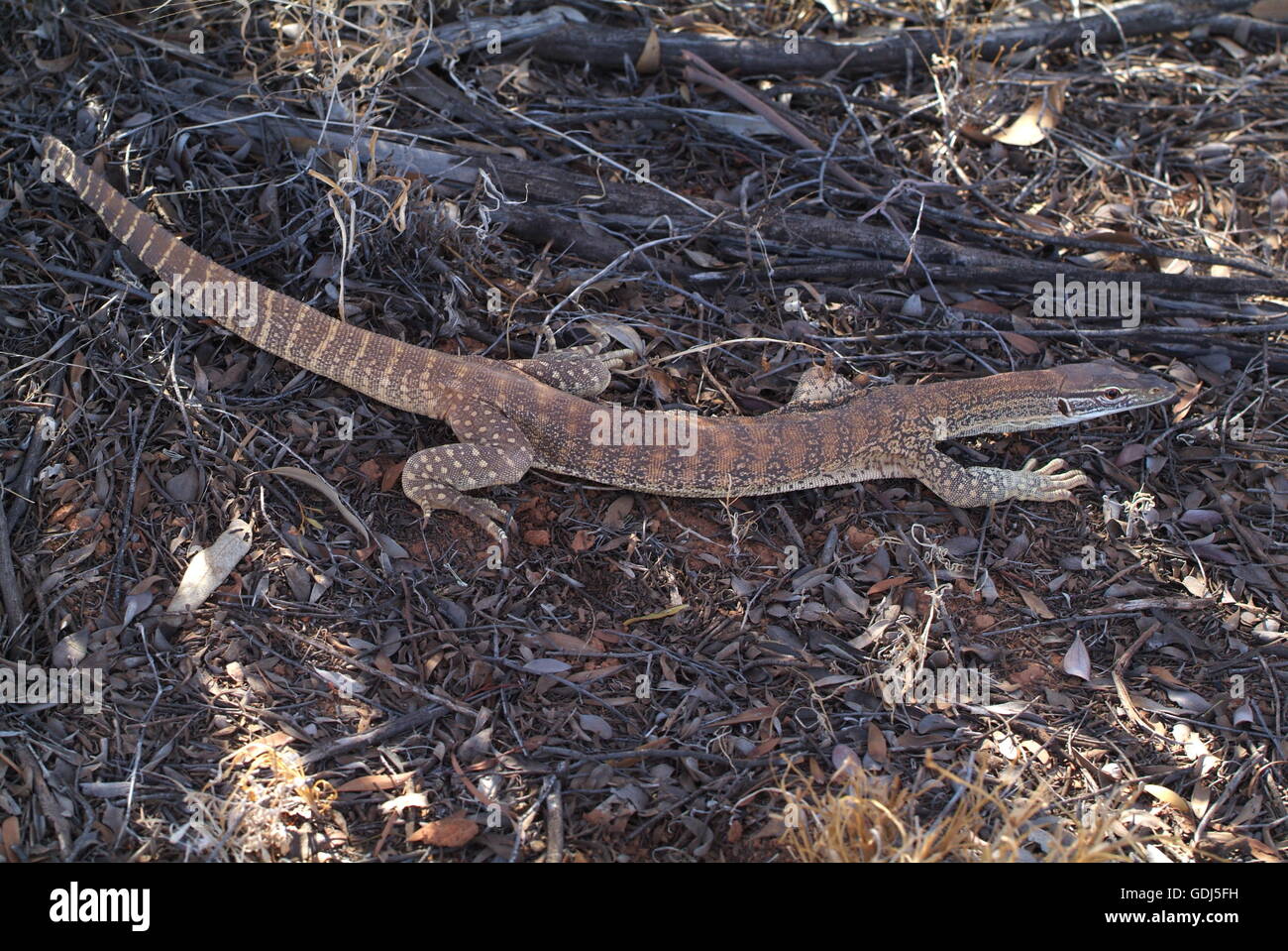 Zoología / animales, reptiles, lagartos, arena goanna, (Varanus gouldii), distribución: Australia, Foto de stock