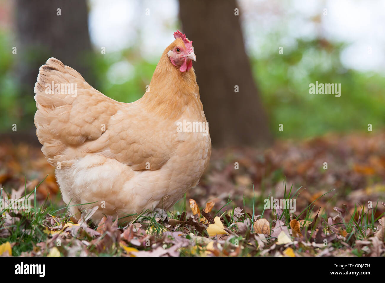 Un intervalo libre gallina forrajes en el otoño woods Foto de stock