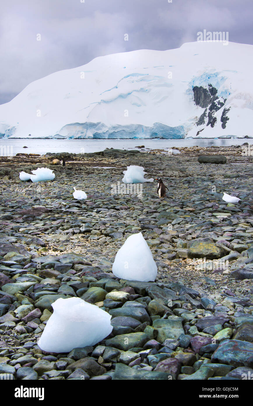 Pingüinos en una playa rocosa en Isla Cuverville en la Antártida. Foto de stock