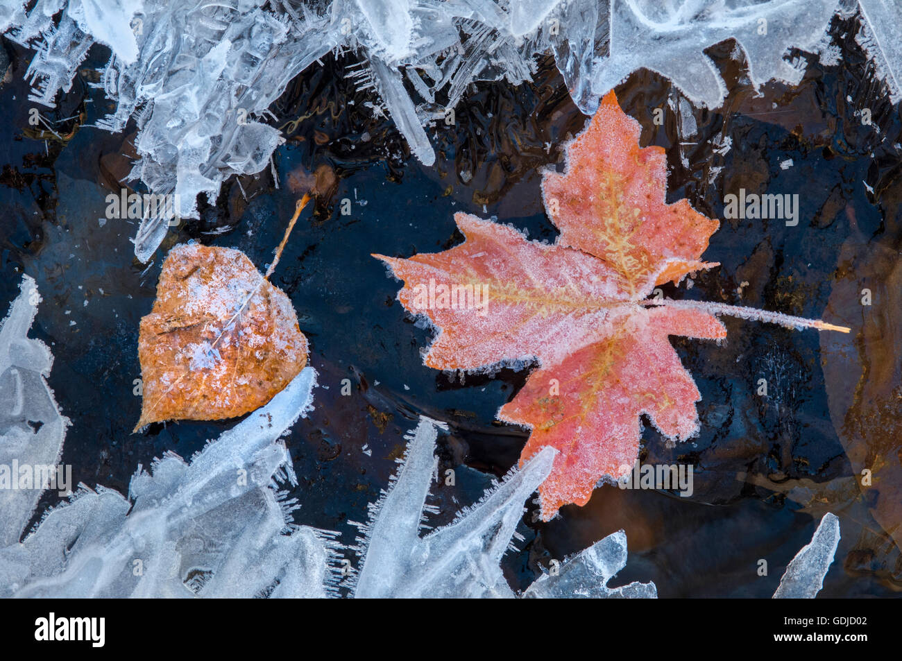 Cubierta de hielo caída de arce y hojas de álamo en un arroyo congelado en Utah. Foto de stock