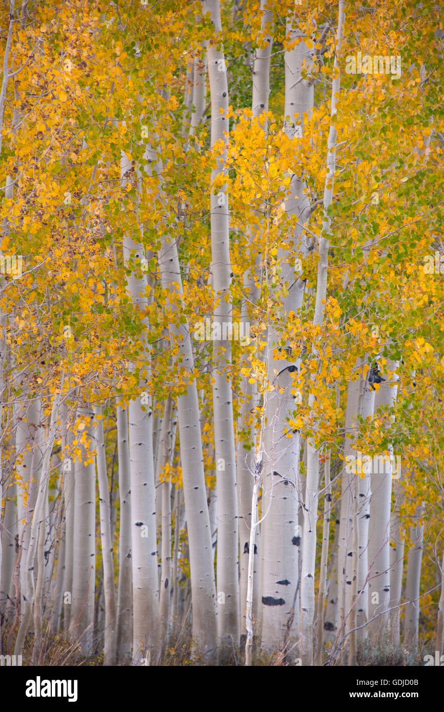 Coloridos árboles de Aspen Grove amarillo en el otoño Foto de stock