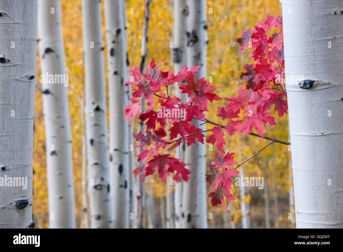 Caída de arce de color y árboles de Aspen. Otoño en Utah Foto de stock