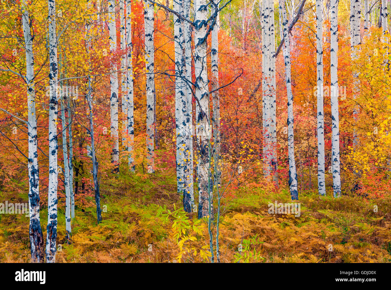 Bosque de arces y árboles de Aspen en el otoño. Montañas Wasatch, Utah. Foto de stock