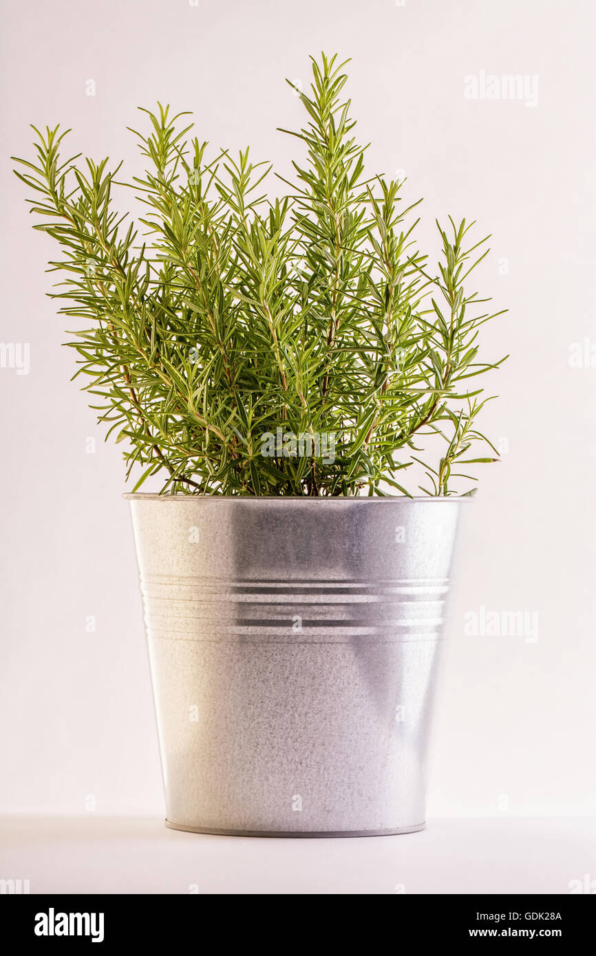 Romero planta en un jarrón de aluminio sobre fondo blanco. Foto de stock