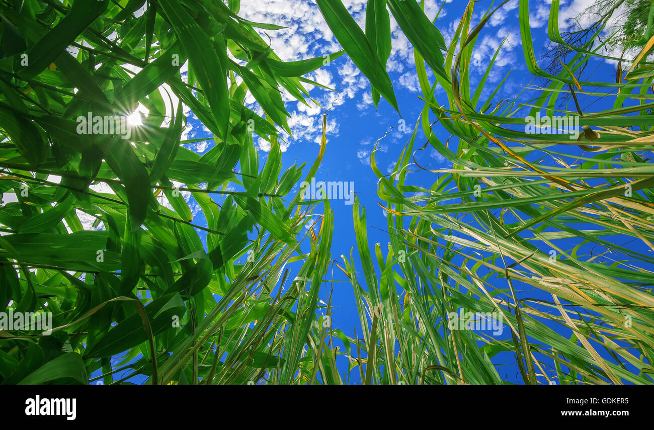 Verde hierba frondes con un fondo de cielo. Foto de stock