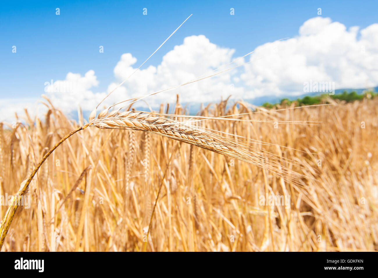 Espiga de trigo de oro en el fondo del campo de trigo Foto de stock