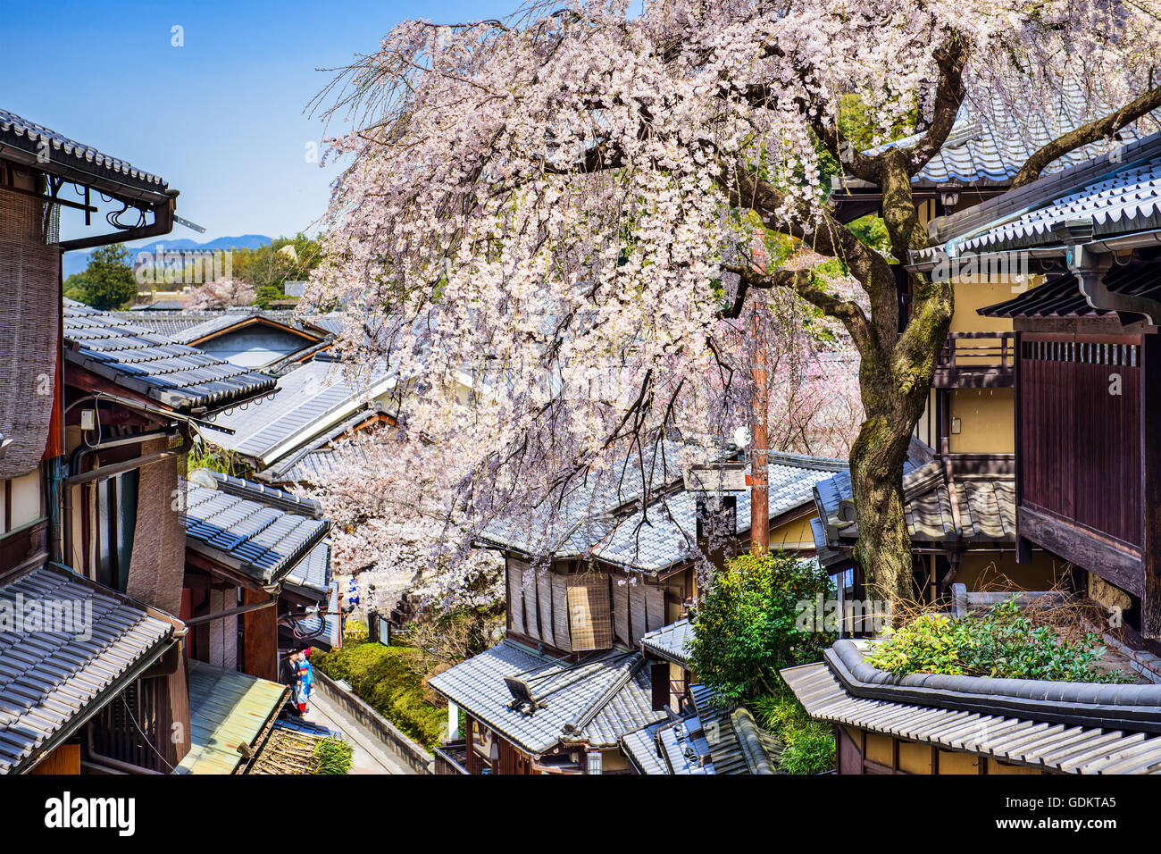 Kyoto, Japón, en el Distrito Higashiyama con cerezos en flor de la primavera. Foto de stock