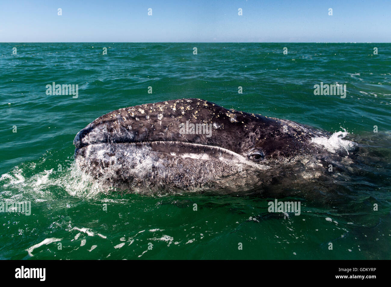 La pantorrilla de la ballena gris (Eschrichtius robustus) Laguna San Ignacio, Baja California, México Foto de stock