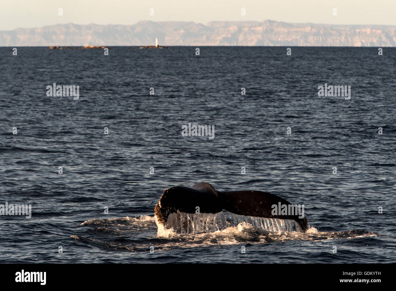 Ballena Jorobada fluke Mar de Cortez, en Baja California, México Foto de stock