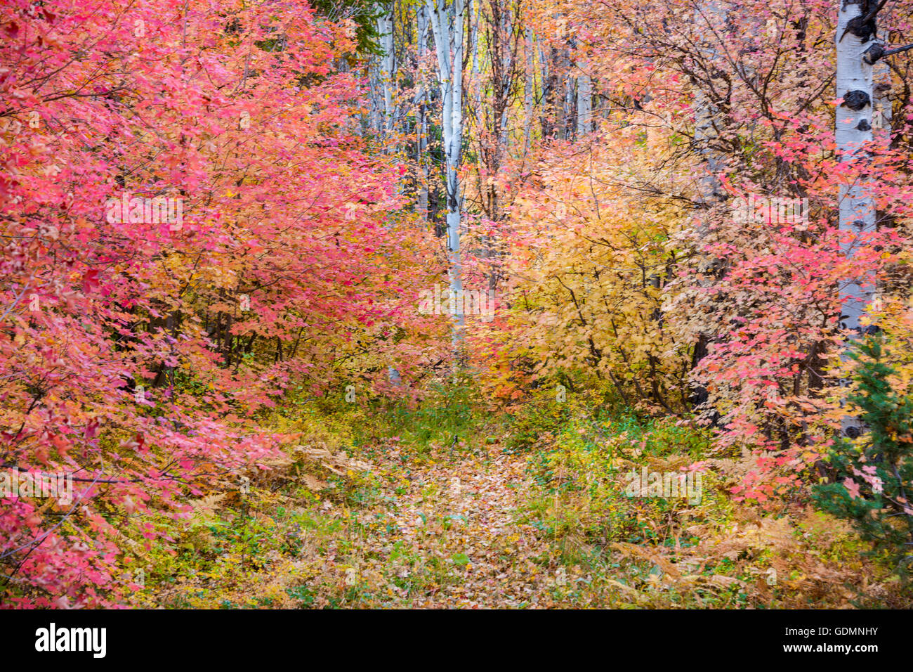 Colores de otoño el arce y Aspen árboles en las montañas de Utah Foto de stock