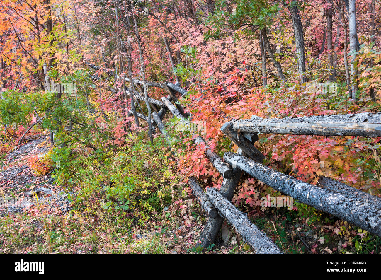 Caída de arce de color y árboles de Aspen en el Uinta National Forest en las montañas Wasatch de Utah. Foto de stock