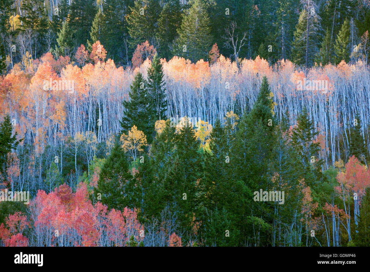 Aspen colores de otoño de los árboles en las montañas de Utah Uinta Foto de stock