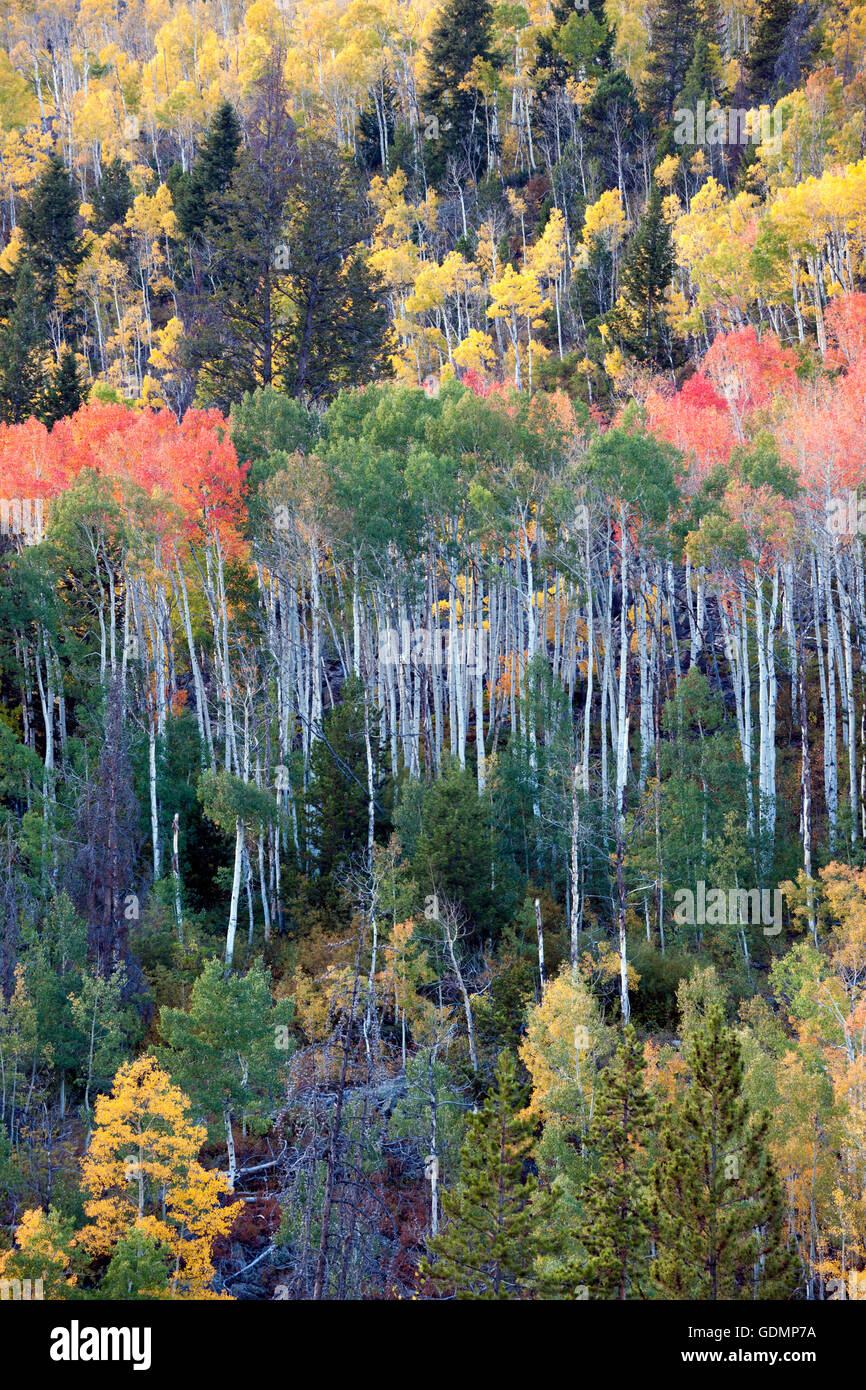 Colores de otoño aspen árboles en las montañas de Utah Foto de stock