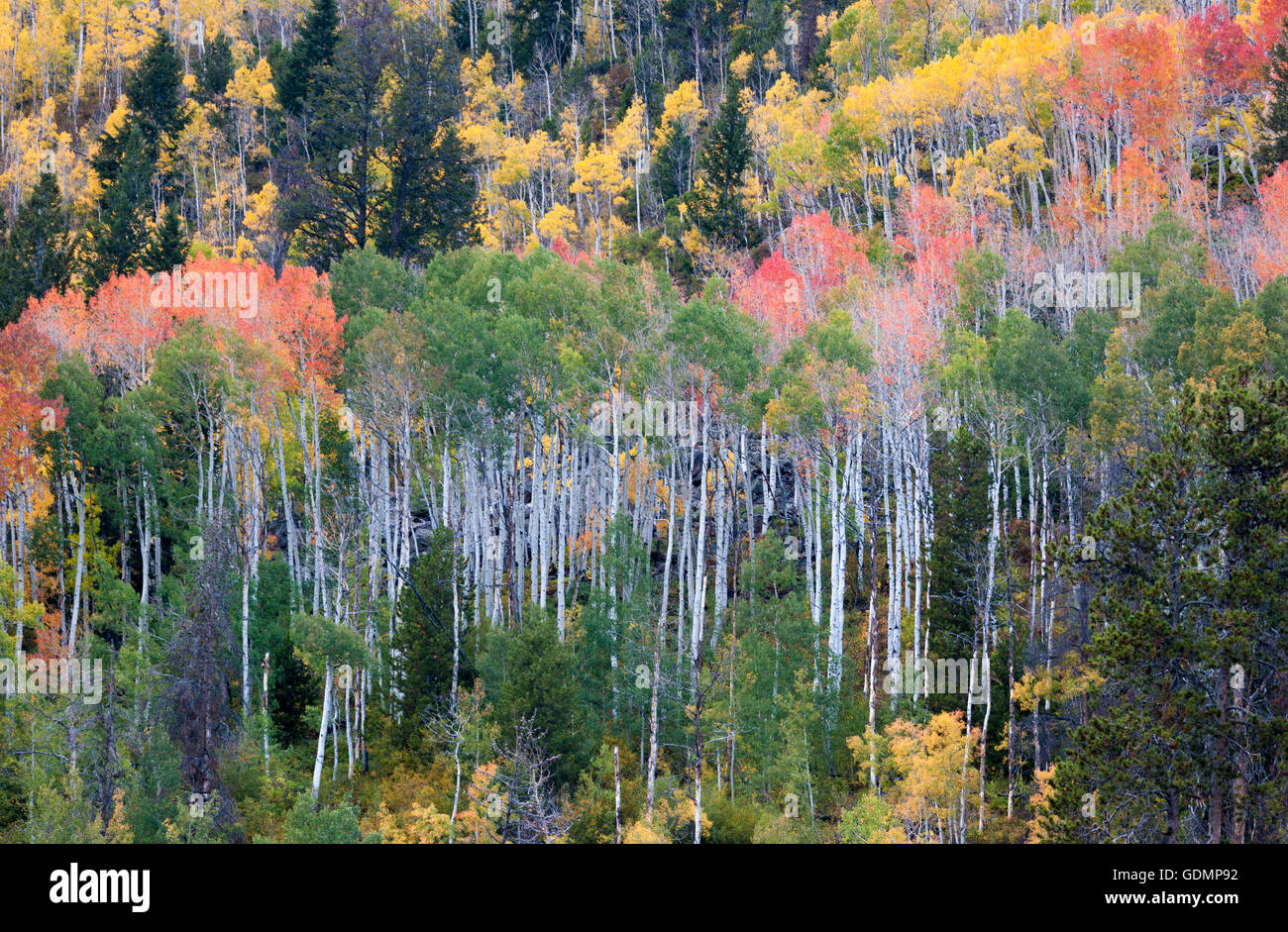Aspen colores de otoño de los árboles en las montañas de Utah Uinta Foto de stock
