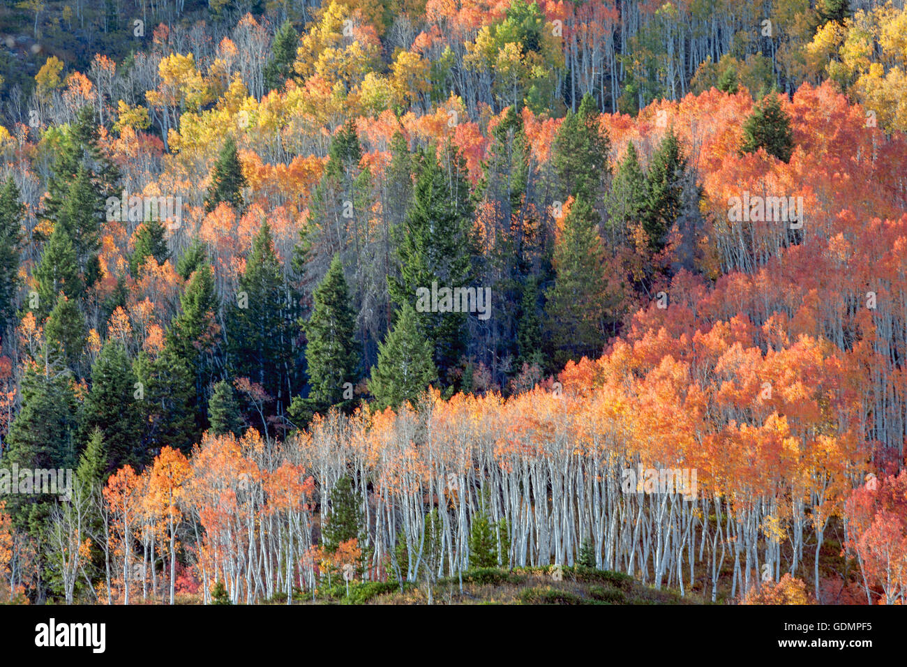 Caída de Aspen Grove coloreados de árboles en Utah. Foto de stock